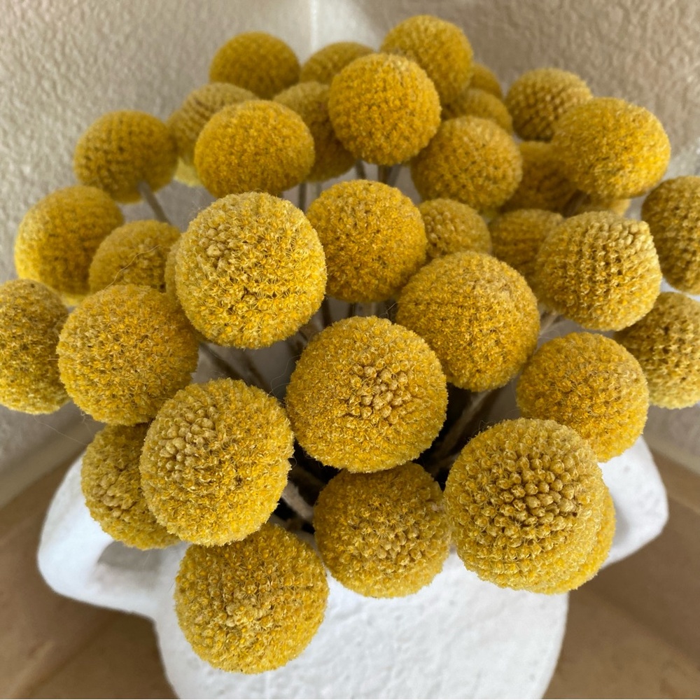 10 STEMS Dried Flowers Craspedia Billy Balls